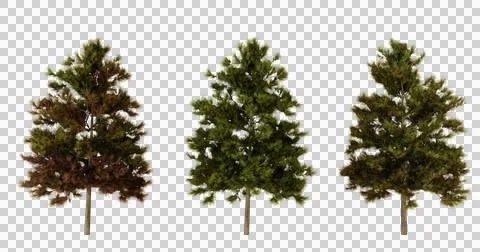 3D Tree Models, Autumn, Summer, Spring, Game Asset Stock Photos