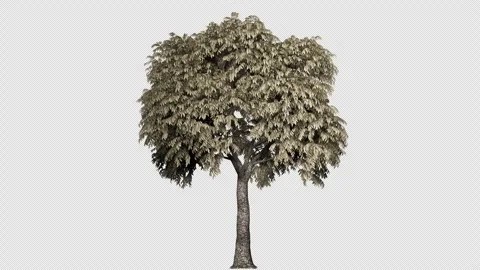 3d tree with pale green leaves Stock Footage 312733043