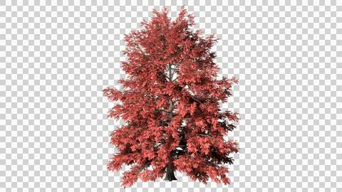 3D tree with red leaves on alpha channel background. Stock Illustration
