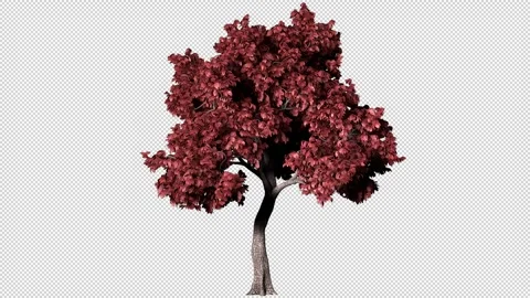 3D Tree with Red Leaves Stock Footage 304733159