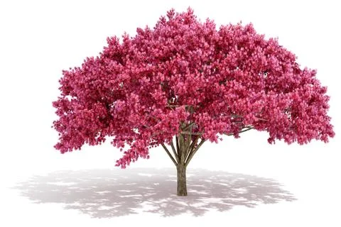 3d tree render on white background Stock Illustration