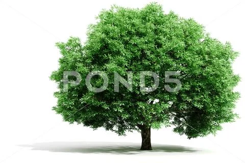 3d tree render on white background: Graphic #131924573