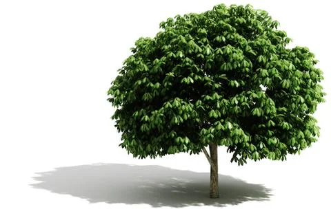 3d tree render on white background Stock Illustration