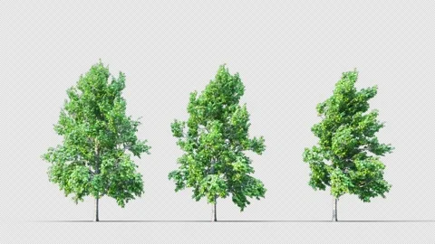 3D tree swaying to the wind on a transparent background. Stockbeeldmateriaal 296048661