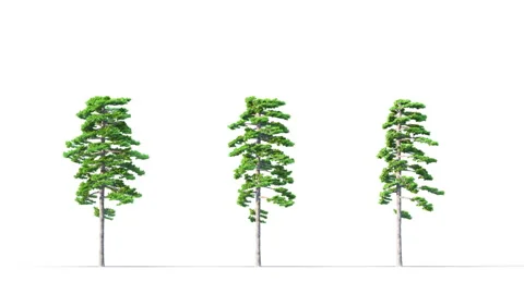 3D tree swaying to the wind on a transparent background. Stock Footage 300065320