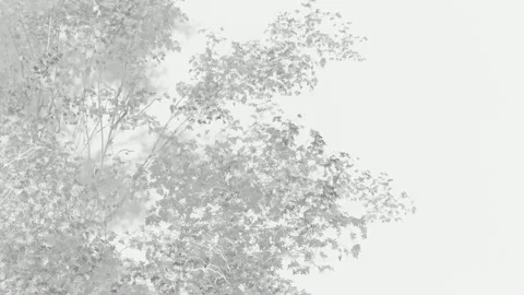 3D Tree Wireframe Sketch White Background Animation 動画素材 339641601