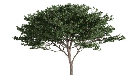 3D Trees Background Scene White Stock Illustration