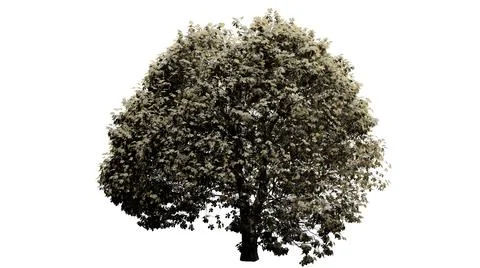 3D trees on a white background Stock Photos