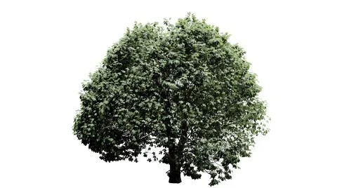 3D trees on a white background Stock Photos