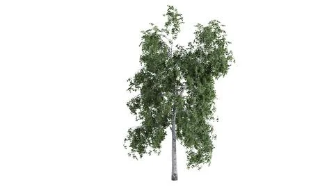 3D trees on a white background Stock Photos