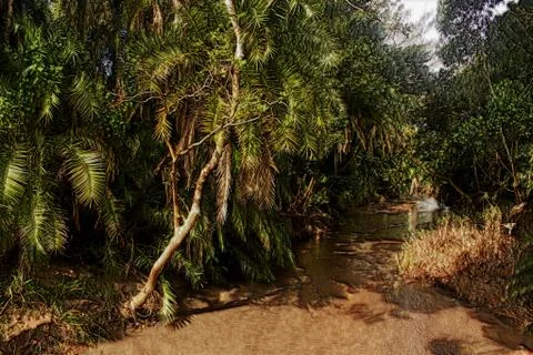 3d tropical forest river image Stock Illustration