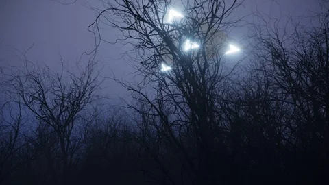 3d ufo flew over the wild forest at night Stock Footage 101780720