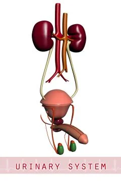 3d urinary system Stock Illustration