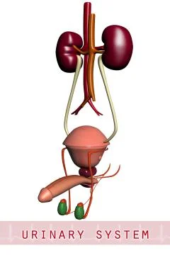 3d urinary system Stock Illustration