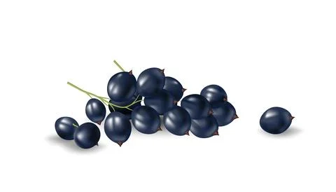 3D vector illustration of fresh and ripe blackcurrants. Isolated on a white.. Stock Illustration