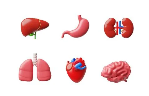 3D vector illustration of human internal organs, heart, brain, lungs, liver Stock Illustration