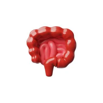 3D vector illustration of human intestine, digestive system. Stock Illustration