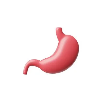 3D vector illustration of human stomach. Digestive system. Stock Illustration