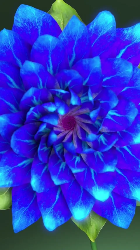 3D Vertical Blue rose blooming animation in Dynamic Camera animation  Stock Footage 294704083