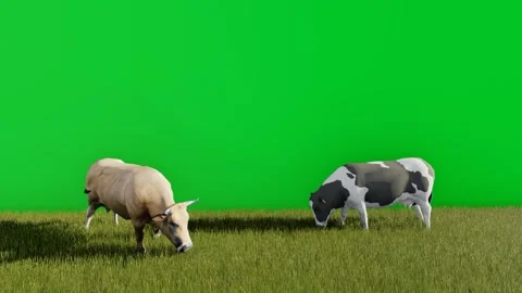 3d video animation of two cows eating grass with a green screen background Видео 259018487