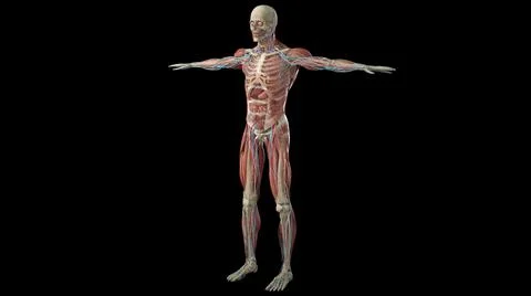 3D visualization of the circulatory system on a black background Illustrazione stock