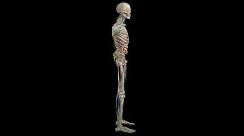 3D visualization of the circulatory system with bones on a black background Illustrazione stock