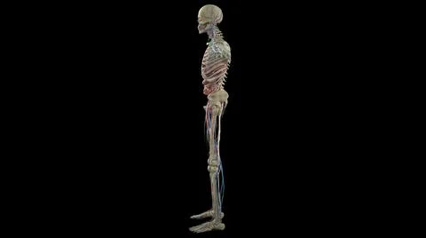 3D visualization of the circulatory system with bones on a black background Stockillustratie