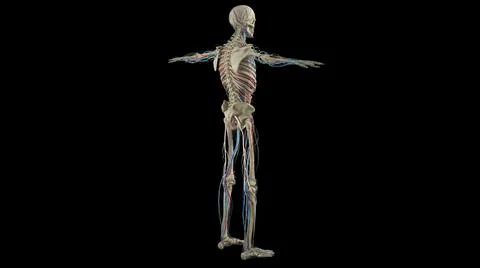 3D visualization of the circulatory system with bones on a black background Stock Illustration