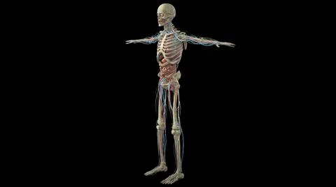 3D visualization of circulatory system with bones on a black background Illustrazione stock