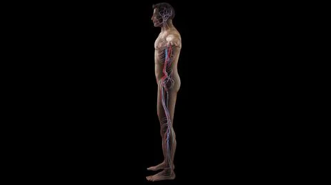 3D visualization of circulatory system with a skin - realistic anatomy of a youn Illustrazione stock