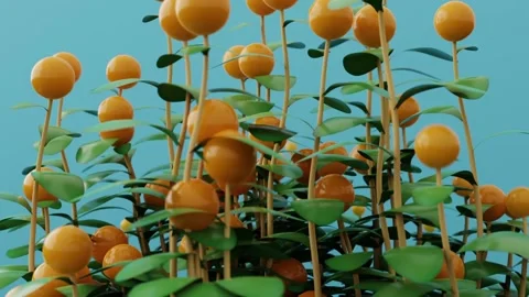3d visualization of the growth of a plant with orange fruits Stock Footage 238430424