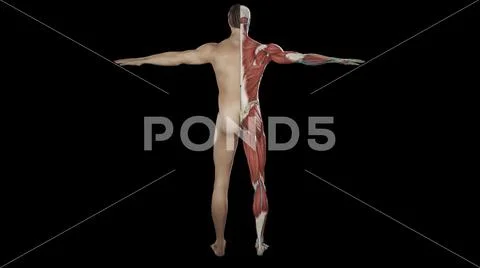 3D visualization of a half sectioned human body anatomy from behind ...