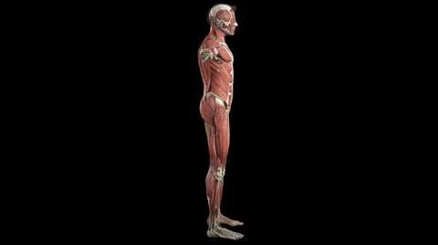 3D visualization of human body anatomy from aside isolated on a black background Illustrazione stock