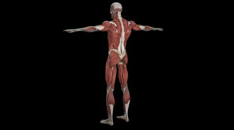 3D visualization of a human body anatomy on a black background Stockillustratie
