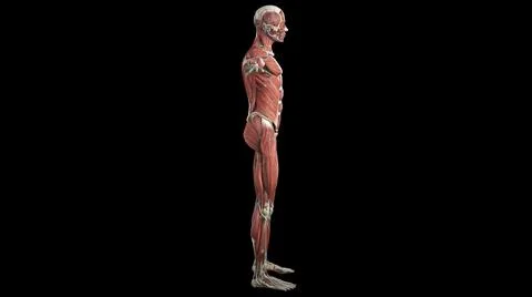 3d visualization of muscles in human body on a black background Illustrazione stock