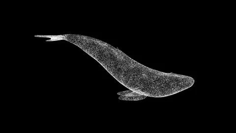 3D whale on black bg. Object dissolved white flickering particles. Business.. Ilustración de archivo