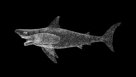 3D White Shark on black bg. Megalodon is the Most predator in the ocean. Wild 스톡 일러스트