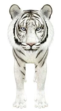 3D White tiger Stock Illustration