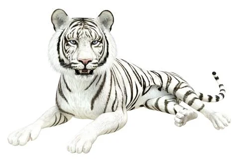 3D White tiger イラスト素材