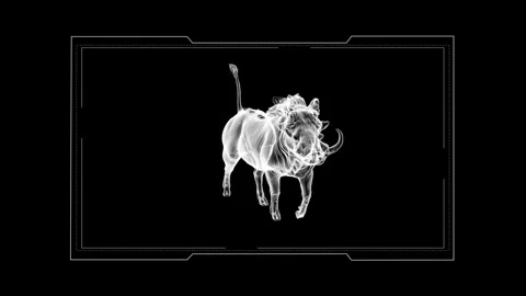 3D Wireframe Art of a Warthog in Multiple Poses and Perspectives 库存影片 343036233