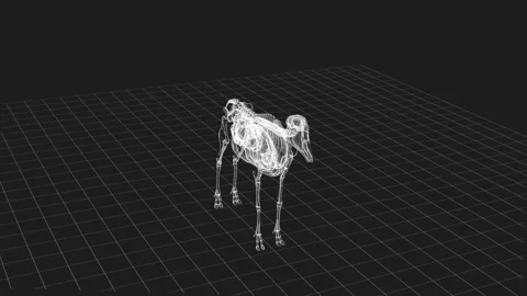 3D Wireframe of Canine Anatomy in Grid Background with Technical Details Stock Footage 343591488