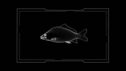3D Wireframe Fish Mesh Art with Minimalistic Monochrome Design on Black Bac.. 库存影片 342375934