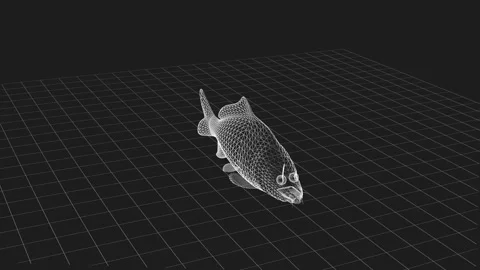 3D Wireframe Fish Model Highlighting Digital Design and Geometry Elegance 库存影片 342376011