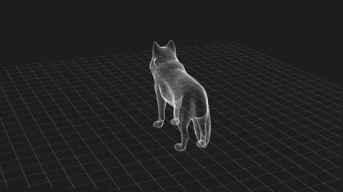 3D Wireframe of a Fox in a Gridded Virtual Environment at Night 库存影片 343124654