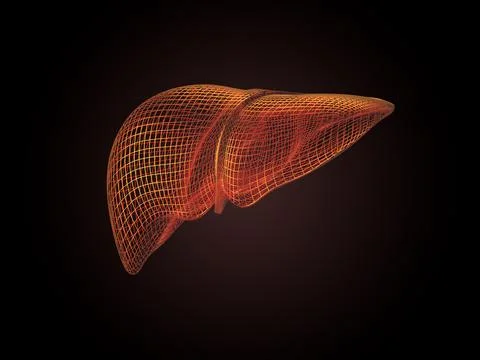 3d Wireframe liver in orange over dark background Stock Illustration