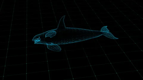 3D Wireframe Model of a Dolphin in a Digital Space on a Grid Background Stock Footage 342249004