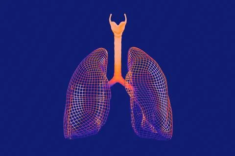 3d wireframe model of human lungs rendered in warm orange and red hues against a Stock Illustration