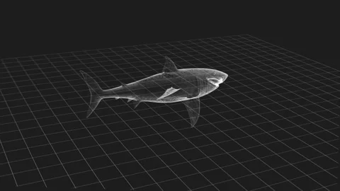 3D Wireframe Model of a Shark on Grid Background in Monochrome Style Stock Footage 342249224