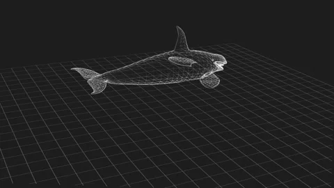 3D Wireframe Model of a Shark in a Virtual Environment Vídeos de archivo 342248404