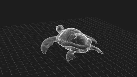 3D Wireframe Model of Turtle with Detailed Grid Background Rendering 库存影片 343124615